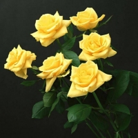 Yellow Roses