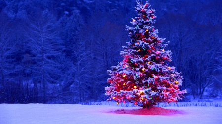 Christmas tree - pretty, winter, beautiful, snow, forest, tree, christmas, holiday, new year, lights