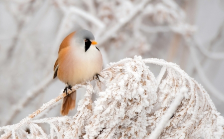 Bearded Tit - bearded tit, branch, snow, winter, frozen, pasare, bird