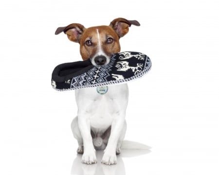 Welcome home! - white, animal, funny, jack russell terrier, caine, black, slipper, dog