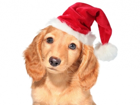 Christmas puppy - hat, dog, sweet, christmas, santa, animal, craciun, cute, caine, puppy