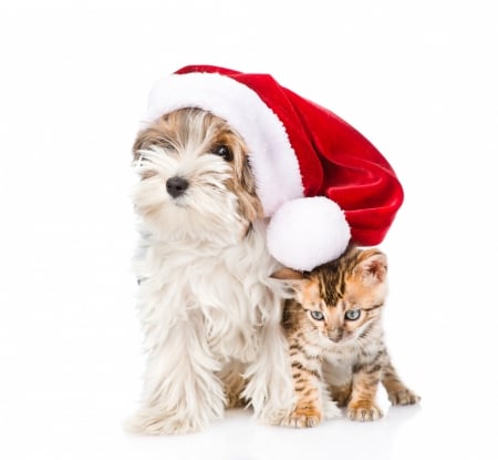 Waiting for Santa - hat, dog, christmas, santa, pisica, white, craciun, kitten, red, cute, caine, couple