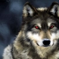 Red Eyes Gray Wolf