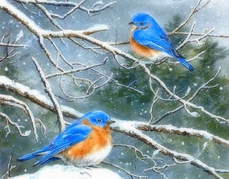 Jack and Frost - birds, winter, attractions in dreams, snow, holidays, xmas and new year, bluejays, Christmas, love four seasons, animals