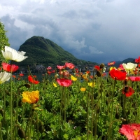 Lovely Poppies Field by the Lake