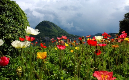 Lovely Poppies Field by the Lake - flowers, poppies, nature, lake, field, mountain