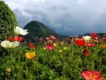 Lovely Poppies Field by the Lake