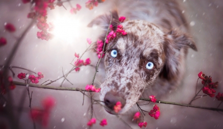 It's spring! - dog, spring, flower, pink, bloom, animal, australian shepherd, cute, caine, face, blue eyes