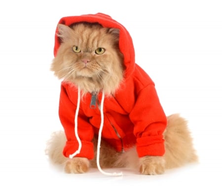 Cool cat - ginger, cool, orange, cat, pisica, hanorac, white, funny, red