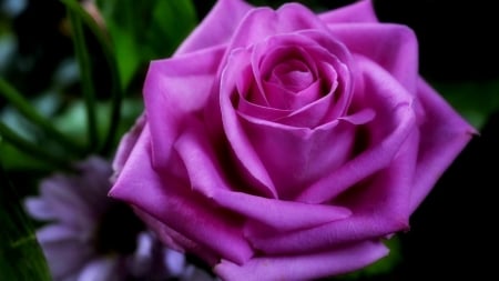 Blossom Silky Rose - nature, closeup, petals, flowers, rose, silky