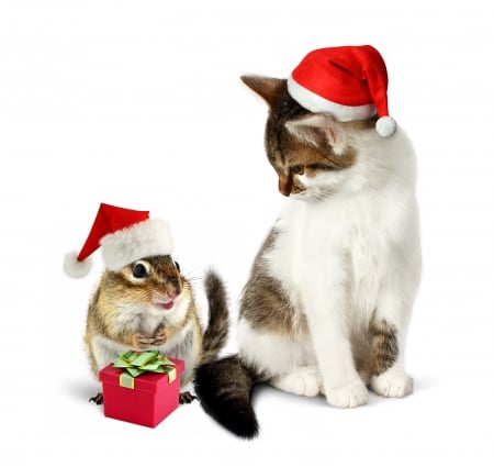 A gift for you! - hat, chipmunk, cat, christmas, santa, pisica, white, animal, craciun, funny, red, couple, squirrel