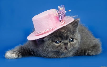 Fency kitten - hat, grey, cat, pink, blue, cute, pisica, kitten