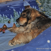 sara, the christmasdog