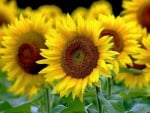 sunflowers