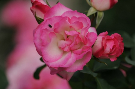 Pink Roses - garden, flower, pink, rose