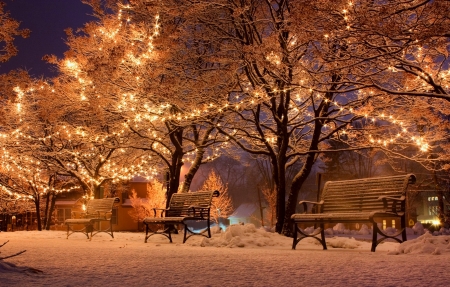 Beautiful Night at the Park - nature, trees, park, bench, lights