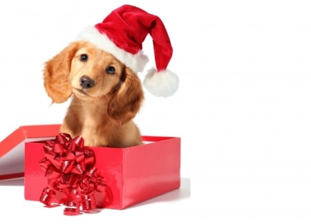 Christmas gift - hat, dog, christmas, santa, white, animal, craciun, red, cute, caine, box, puppy, gift, bow