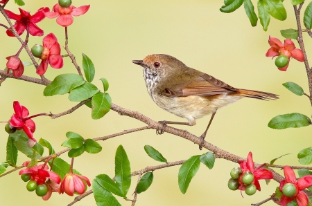 Bird - red, branch, green, pasare, bird, flower