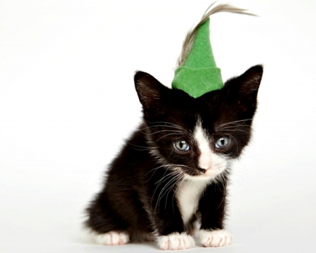 Kitten - hat, sweet, cat, black, pisica, white, animal, kitten, funny, green, cute