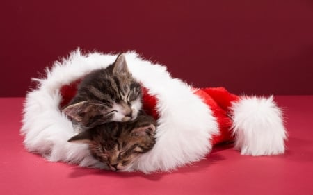 Christmas kittens - craciun, cat, hat, couple, pisica, kitten, christmas, white, santa, sleep, red