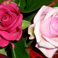 Pink and Pale Pink Roses