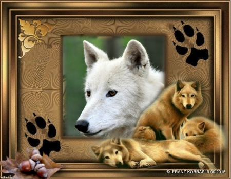 white wolve - white, dogs, wolf, wolves