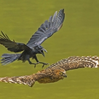 Crow chasing buffy owl