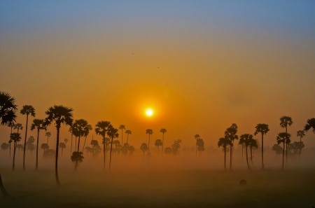 Sunset - sunset, orange, tree, amazing