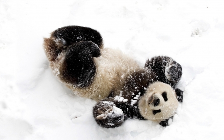 Panda bear - winter, panda, snow, joy, happy, bear, black, white, animal, cute