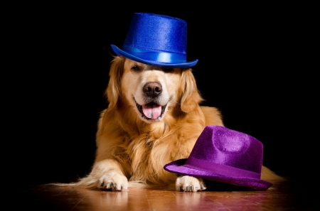 Fency dog - funny, purple, animal, cute, black, caine, golden retriever, blue, hat, dog