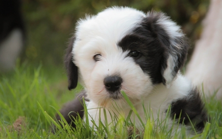 Puppy - animal, cute, black, caine, puppy, white, fluffy, dog, green