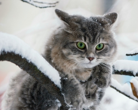 Cat - animal, winter, pisica, cute, cat, daykiney