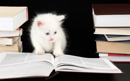 Learning - white, cat, funny, book, pisica, cute, kitten