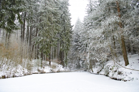 Winter Forest Wonder - nature, forests, trees, snow, winter