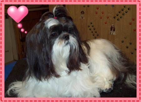 our Pretty Girl - pets, shih tzu, dogs, animals