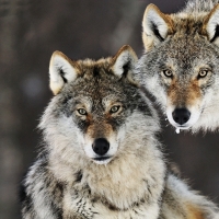 Gray Wolves