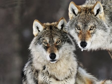 Gray Wolves