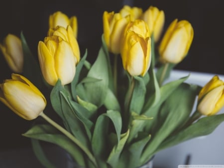 Yellow Tulips Bouquet - nature, macro, tulips, bouquet, flowers