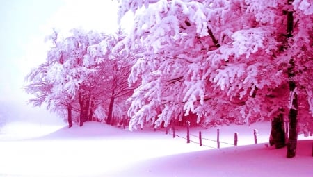 Trees of Snowy - xmas and new year, attractions in dreams, trees, parks, winter, nature, love four seasons, pink, snow