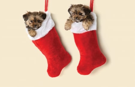 Merry Christmas! - red, funny, animal, cute, caine, puppy, craciun, christmas, couple, dog