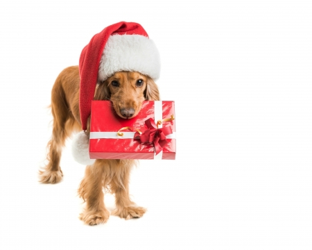 For you! - craciun, hat, gift, funny, christmas, white, santa, caine, red, dog, animal