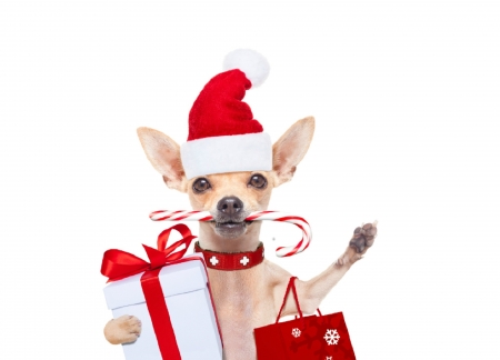 Merry Christmas! - hat, dog, christmas, santa, white, craciun, funny, red, cute, caine, puppy, gift, candy