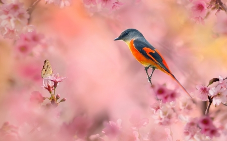 Bird - flower, pink, bird, pasare