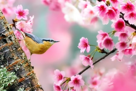 Bird - yellow, birde, pink, flower, pasare