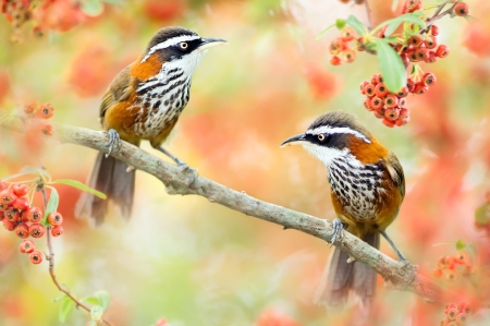 Birds - bird, green, berry, fruit, pasare, orange, couple