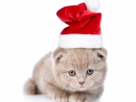 Christmas kitten