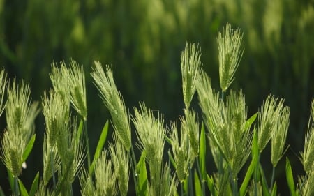 Barley - barley, summer, green, grain