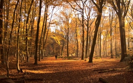 Autumn Forest - trees, forest, nature, autumn