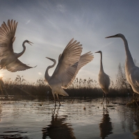 Great Egrets Take Flight