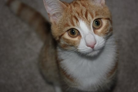 Boris - cats, kitten, ginger, tomcat